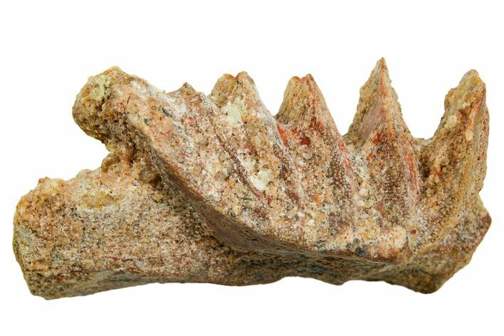 Cretaceous Lungfish (Ceratodus) Tooth Plate - Morocco #366754